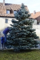 Aufstellen des Weihnachtsbaums