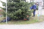 Aufstellen Weihnachtsbaum